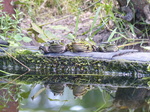 FZ008101 Marsh frogs (Pelophylax ridibundus) on ledge.jpg